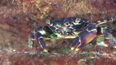 Mermer rock Yengeç yemek pençeleri ile alttan alır.