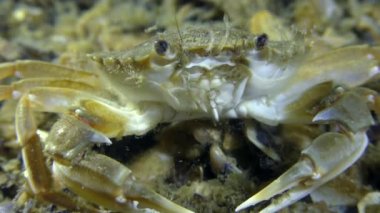 Uçan Yüzme Yengeç (Liocarcinus holsatus), portre.