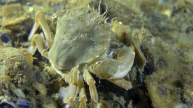 Yüzme Yengeç altına gömer.