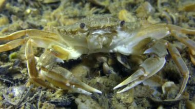 Yüzme Yengeç (Liocarcinus holsatus) uçan her iki gözde birlikte winks.