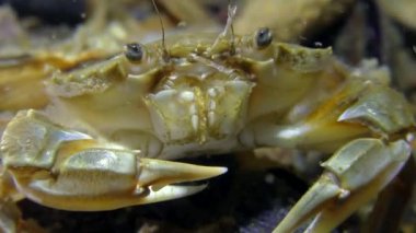 Yüzme Yengeç yiyecek bir parça ağzına koyar..