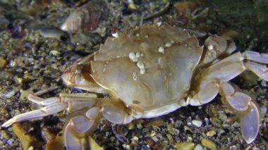 Yengeç yavaş yavaş Yüzme çerçeve bırakır.