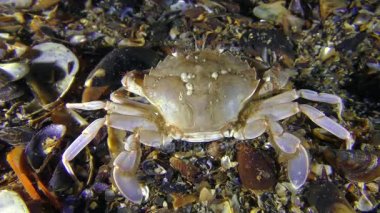 Yengeç yavaş yavaş Yüzme çerçeve bırakır.