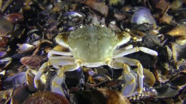 Yengeç dibinde oturur, sonra yavaş yavaş çerçeve bırakır.