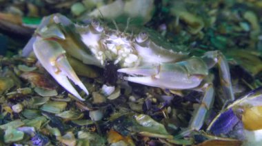 Yengeç yiyen bir kabuk midye, yakın çekim.