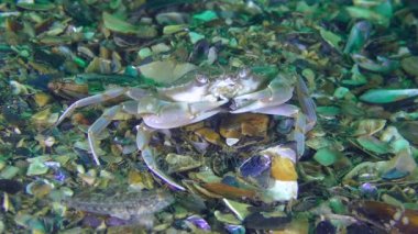 Yüzme Yengeç midye kabuğu pençeleri ile tatili.