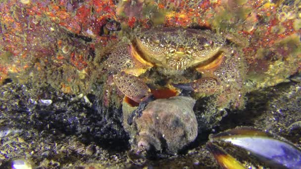 Warty krab neemt slak vlees vanuit de shell met klauwen. — Stockvideo