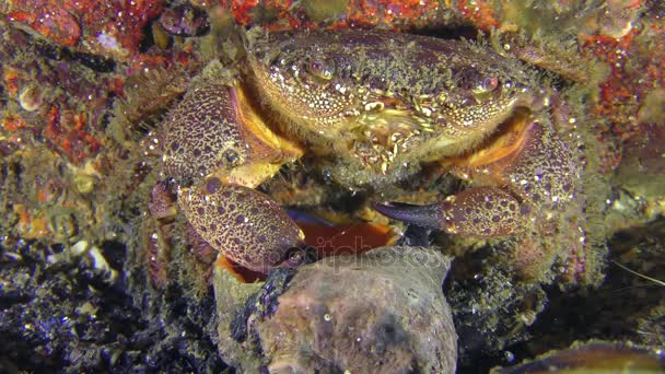 Warty crab keeps the shell of the snail by claws. — Stock Video