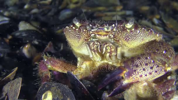 Warzenkrabbe oder Gelbküstenkrabbe mit Eiern am Bauch. — Stockvideo