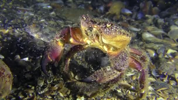 Reproduksi kepiting perempuan Warty atau kepiting pantai Kuning . — Stok Video