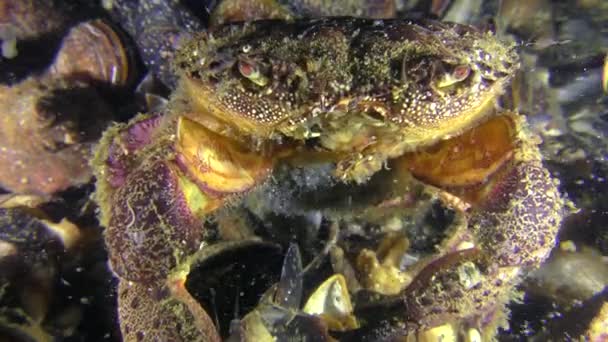 Bertelur kepiting pantai kuning betina, close-up . — Stok Video