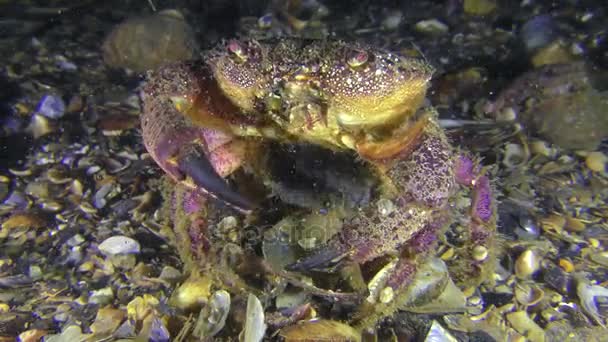 Desova de caranguejo fêmea da costa amarela . — Vídeo de Stock