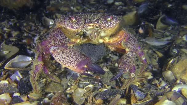 La femelle du crabe jaune du rivage avec des œufs sur l'abdomen quitte le cadre .