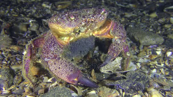 Crabe verruqueux femelle ou crabe jaune du rivage avec des œufs sur l'abdomen . — Video