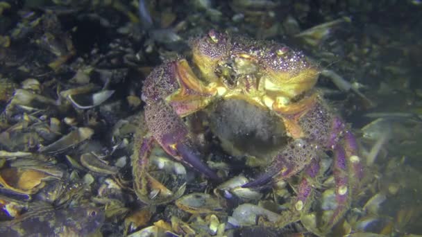 Frai du crabe jaune femelle .