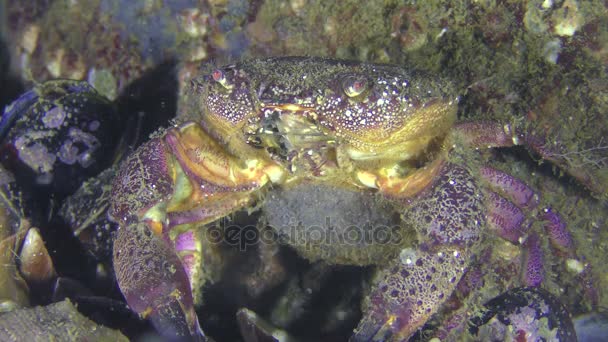 Kvinnliga gul shore krabba med ägg på buken sitter nära stenen. — Stockvideo