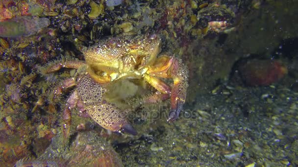 Tření ženské Warty kraba nebo žluté shore krab. — Stock video