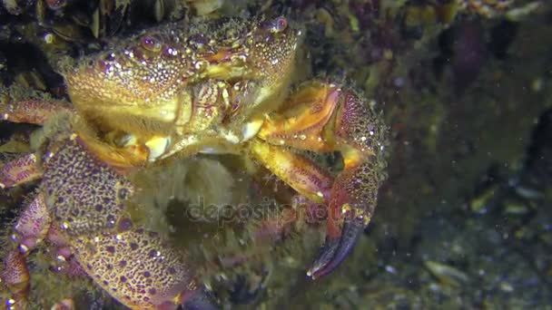 雌性疣蟹或黄岸蟹产卵. — 图库视频影像