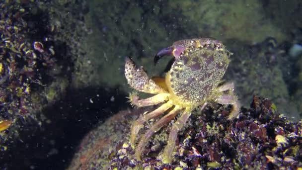 Desova de caranguejo Warty fêmea ou caranguejo Yellow shore . — Vídeo de Stock