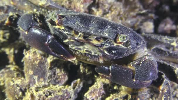 Rock krab (Pachygrapsus marmoratus). — Stock video