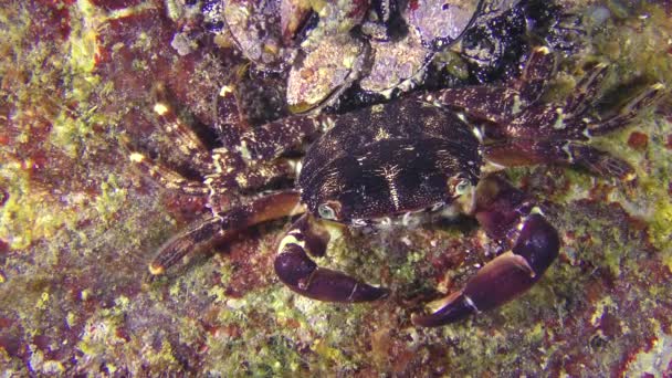 Le crabe du rivage marbré (Pachygrapsus marmoratus) est masqué sur le fond .