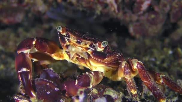 Le crabe commun marbré (Pachygrapsus marmoratus) mange de la viande de moule . — Video