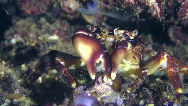 Cangrejo de roca de mármol (Pachygrapsus marmoratus) come carne de mejillón . — Vídeo de stock