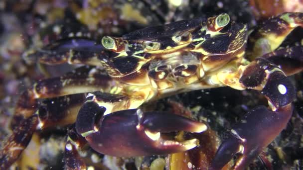 Granchio di roccia marmorizzata (Pachygrapsus marmoratus), ritratto . — Video Stock