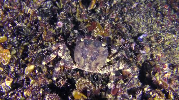 Краб (Pachygrapsus marmoratus) ест мясо мидии . — стоковое видео