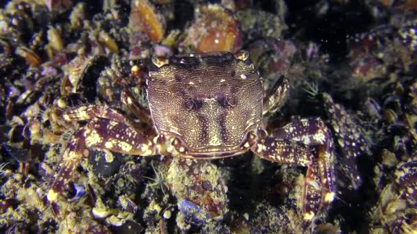 大理石石蟹 (Pachygrapsus 鳢) 吃东西. — 图库视频影像