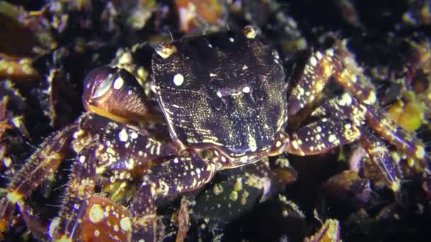 Marmorierte Krabbe (pachygrapsus marmoratus) Rückansicht. — Stockvideo