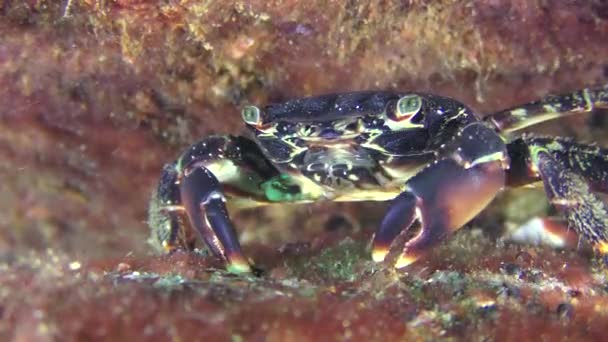 Le crabe commun marbré cueille la nourriture du fond avec des griffes .