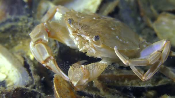 Fliegender Schwimmkrebs (liocarcinus holsatus) reinigt Rücken und Augen. — Stockvideo