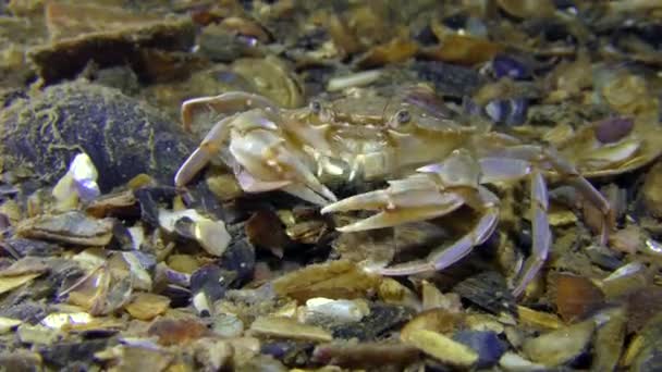 Kepiting renang duduk di bawah, kemudian merayap pergi . — Stok Video