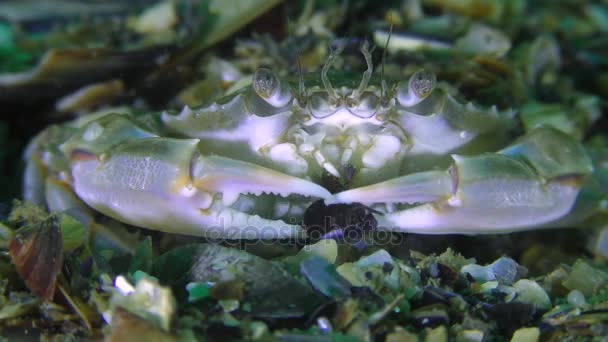 Zwemmen krab zet de shell Mossel in zijn bek met zijn klauwen. — Stockvideo