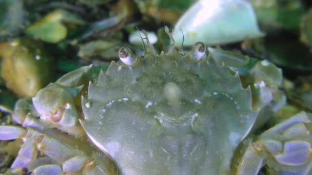 Natation crabe manger quelque chose, vue arrière, gros plan . — Video