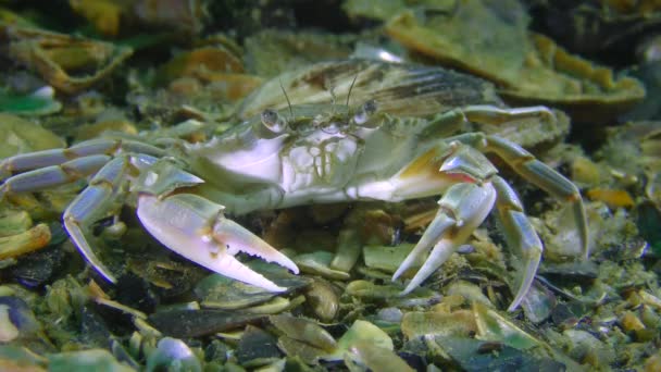 Le crabe nageur quitte lentement le cadre . — Video