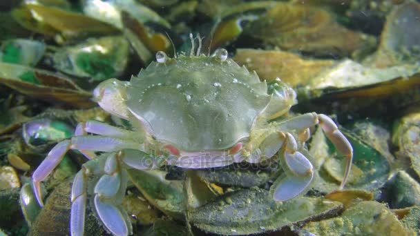 Swimming crab stirs its antennae, rear view. — Stock Video