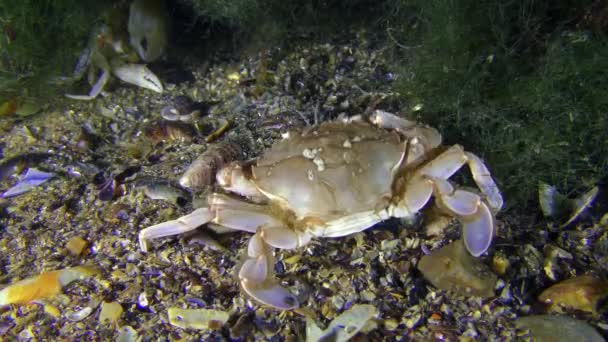 Natation crabe mange quelque chose sur le fond d'algues . — Video