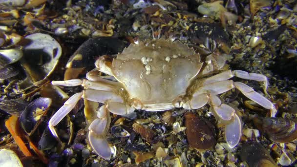 Le crabe nageur quitte lentement le cadre .