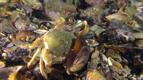 Swimming crab is trying to get meat from the shell of a mussel. — Stock Video