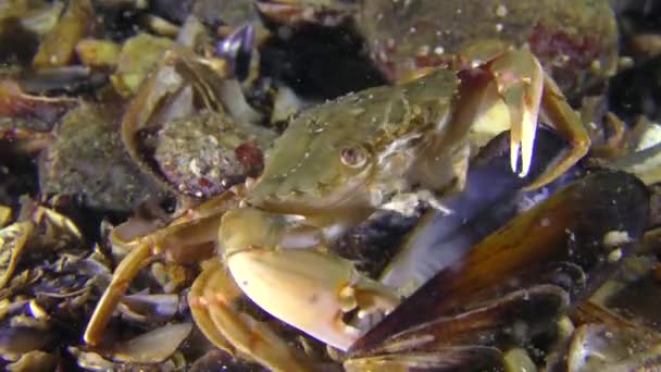 Le crabe prend la viande de la coquille de la moule . — Video