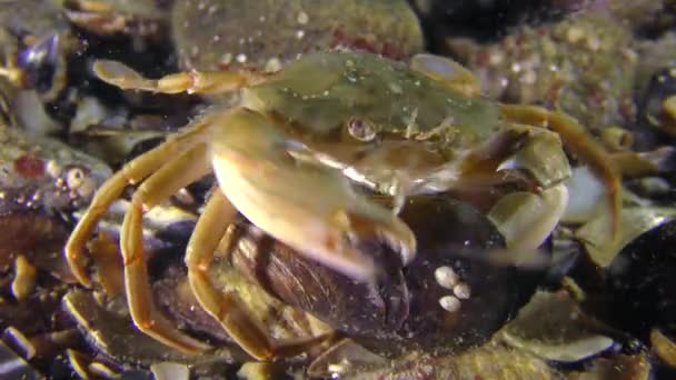 Schwimmkrabbe zieht Fleisch aus Muschelschale. — Stockvideo