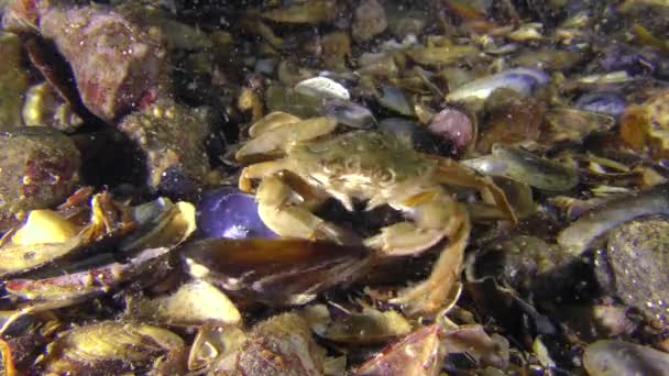Swimming crab takes meat from the mussel shell, wide shot. — Stock Video