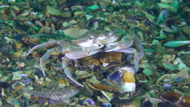 Zwemkrab breekt de Mossel schelp met zijn klauwen. — Stockvideo