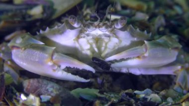 Yengeç yiyen bir kabuk midye, yakın çekim.