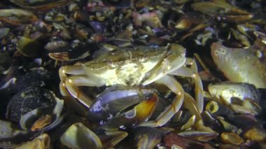 Yüzme yengeç et bir midye kabuğunun alır.