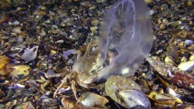 Yengeç yakaladı ve bir denizanası yiyor.