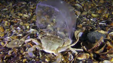 Deniz Yengeç yakaladı ve denizanası yiyor.