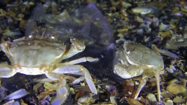 İki yüzme Yengeç birlikte yemek denizanası.